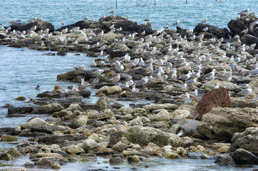 Seagulls on rocks on the Balck see coeas near Balchik, Bulgaria