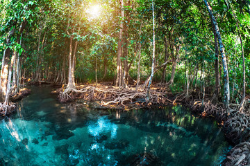 Trees by the river