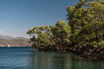 Trees by the sea