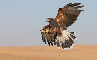 Hawk gird about to land in a desert near Dubai, UAE