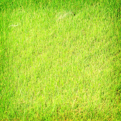 Grass texture for background 