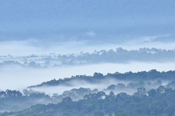 Morning fog in dense tropical rainforest at Khao Yai national park, Misty forest landscape 