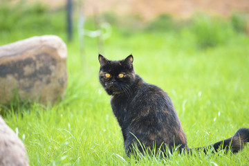 Naklejka na ściany i meble a black cat walking in the grass