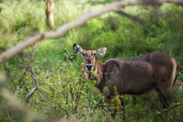 Deer in the meadow