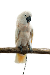 Salmon-crested cockatoo on the wood stick Isolated