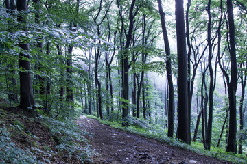 Fototapeta premium Trails through siebengebirge Woods