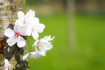 kirschblüten wachsen am baumstamm