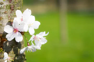 Fototapete Kirschblüte kirschblüten wachsen am baumstamm