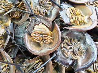 Swordtail raw fresh in market, seafood