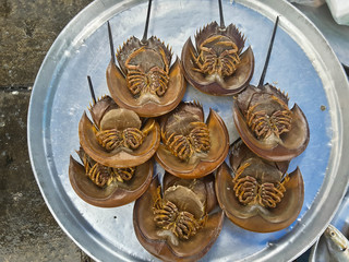 Swordtail raw fresh in market, seafood