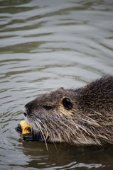 coypu