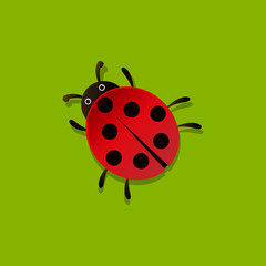 Ladybug vector