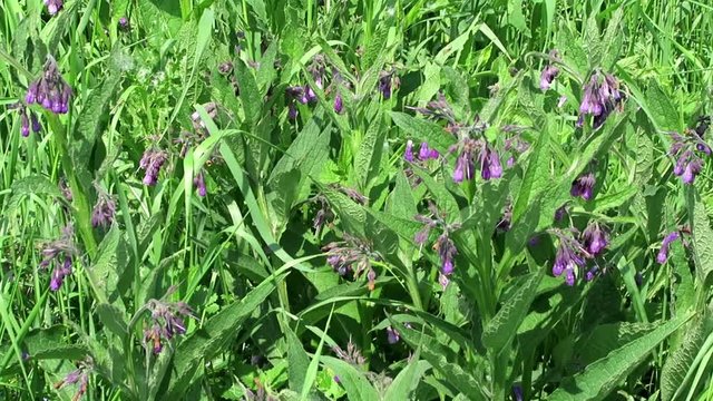 herbal plant comfrey (symphytum) growing on havel river meadows (Germany)