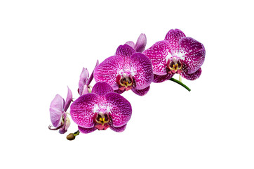 Fototapeta premium orchid flower, isolated with clipping path