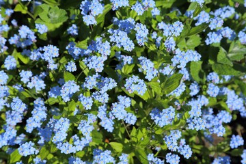 Forget-me-not