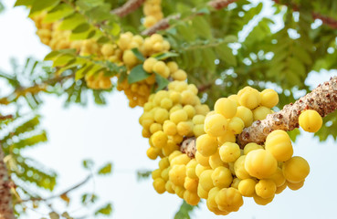 Star gooseberry tree in fruit garden.