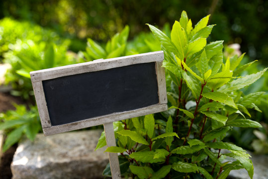 Lorbeer