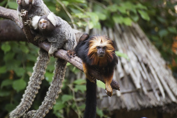 golden-headed lion tamarin