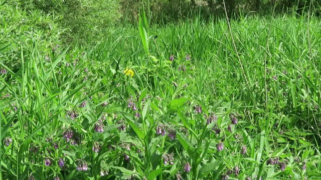 herbal plant comfrey (symphytum) growing on havel river meadows (Germany)