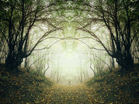 Fototapeta surreal forest path