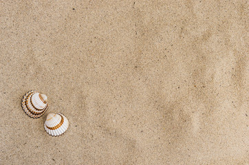 Fototapeta na wymiar Sea Shells with Sand as Background