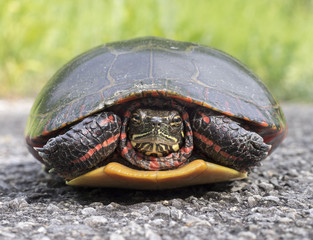 Painted Turtle Closeup: A Painted Turtle on a road looking toward the viewer