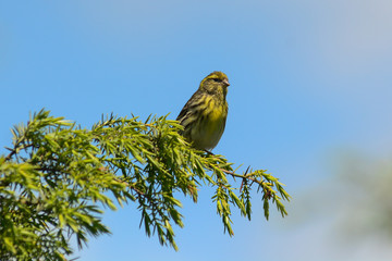 verzellino (Serinus serinus) su ramo