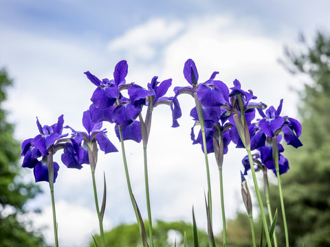 Purple Irises in the Sky: A stand of purple Iris flowers against a bright spring sky