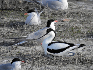 AVOCETTE ET SES OEUFS