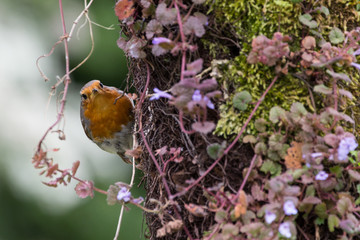 Robin on Colourful Tree Trunk