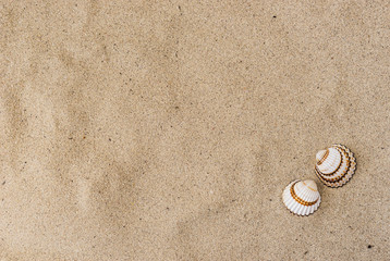 Fototapeta na wymiar Sand Strand Hintergrund Maritim mit Muschelschalen