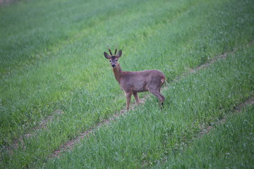 Rehbock im Frühjahr im grünen Getreidefeld