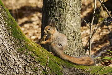 Squirrel on the tree eating bread
