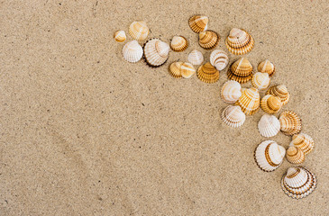 Muscheln Sand Strand Sommerurlaub