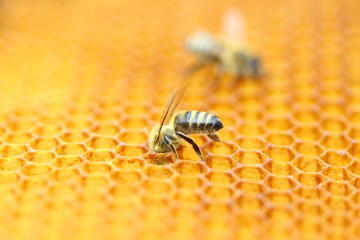 Bee in honeycomb