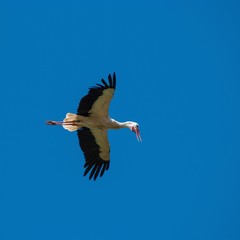 Weißstorch (Ciconia ciconia) im Flug vor blauem Himmel mit Blick nach unten, klappernd, Schleswig-Holstein, Deutschland