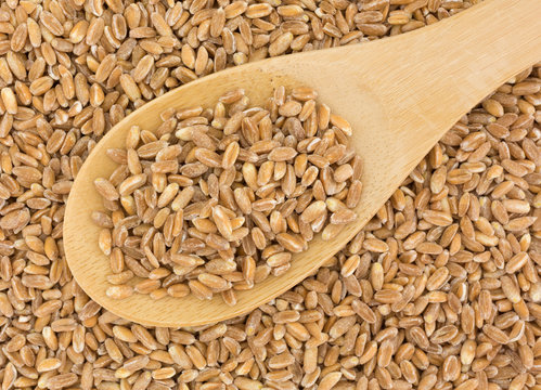 Organic farro in a spoon on more grain