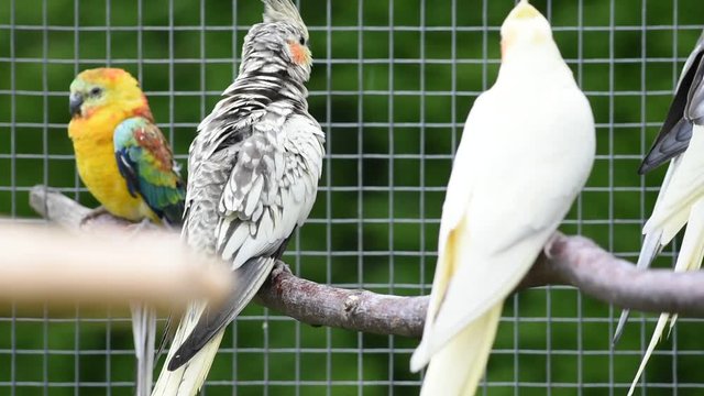 Vid&eacute;o nature
