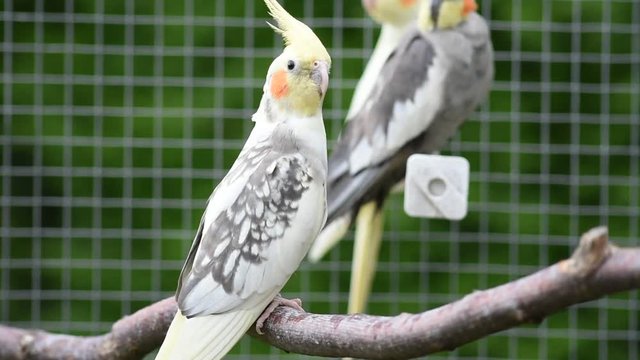 Vid&eacute;o nature