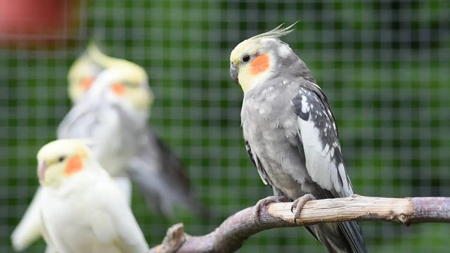 Vid&eacute;o nature
