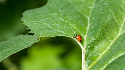 Beautiful ladybug crawling on a leaf of burdock