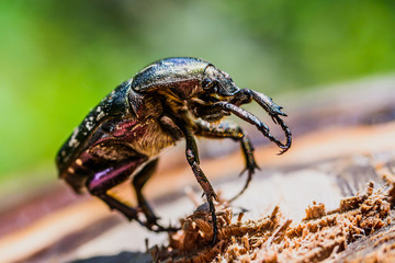 Portrait of a large beetle that raised paws up