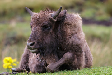 Fototapeta premium European Bison (Bison bonasus)