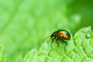colored bug sits on a green leaf
