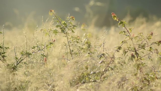 Vid&eacute;o nature