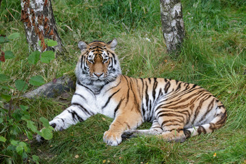Naklejka na ściany i meble Siberian Tiger (Panthera tigris altaica) or Amur Tiger