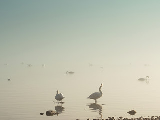 Schwäne im Nebel am Seeufer (Bodensee)