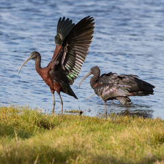 The glossy ibis (Plegadis falcinellus) is a wading bird in the ibis family. It is the most widespread ibis species, breeding in  Europe, Asia, Africa, Australia, and the Americas.
