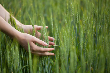 Obraz premium Hand touching wheat field ears