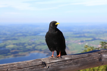 Schwarzer Vogel